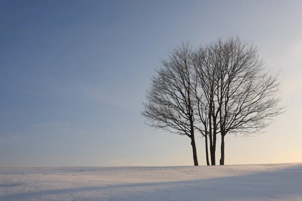 Árbol aislado — Foto de Stock