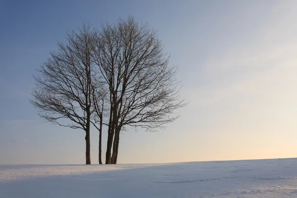 Inverno árvore solitário — Fotografia de Stock