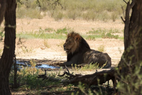 Lion — Stock Photo, Image