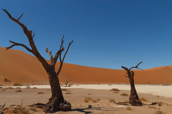 Śmierć drzewo Hidden Vlei — Zdjęcie stockowe