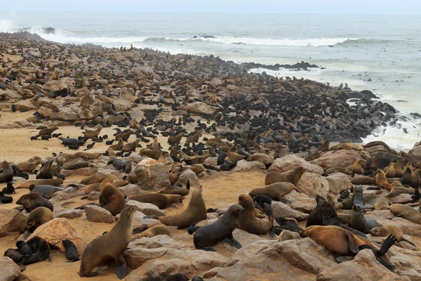 Focas de pele de cabo — Fotografia de Stock