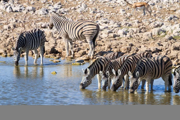 Zebras bebendo — Fotografia de Stock