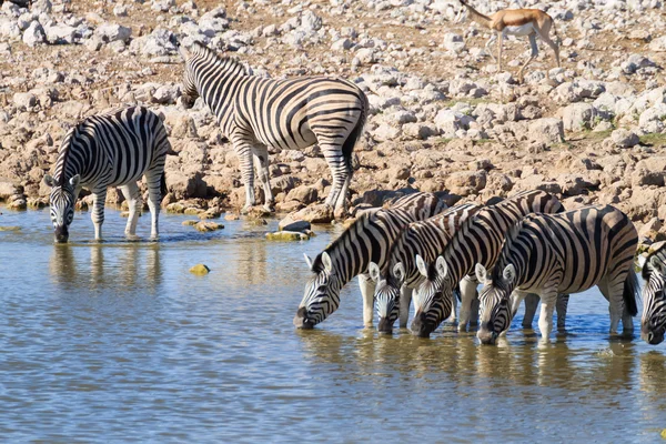 Zebras bebendo — Fotografia de Stock