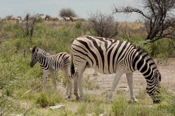 Zebra mit Baby — Stockfoto