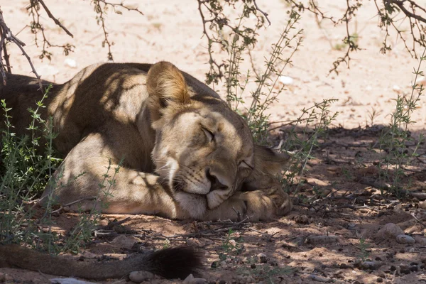 Lions — Stock Photo, Image