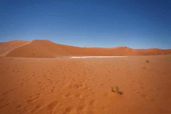 숨겨진 vlei — 스톡 사진