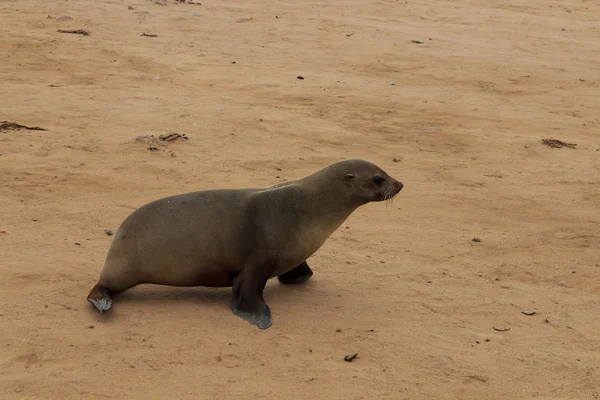 Cape fur seals — Stock Photo, Image