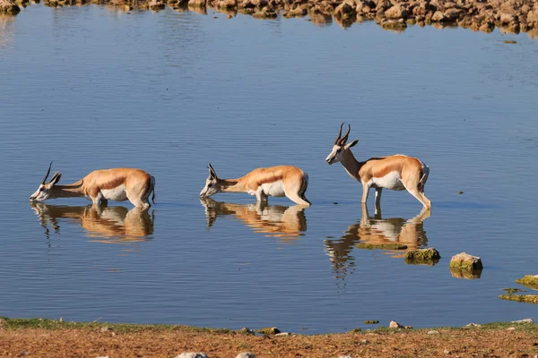 Springboks beber — Fotografia de Stock