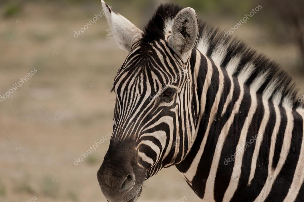 elleonzebon