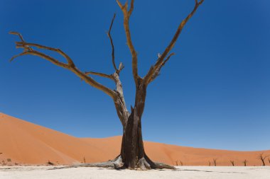 ölü vlei