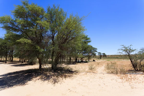 Kgalagadi — Stockfoto