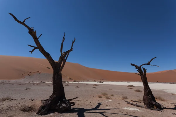 死木の隠された Vlei — ストック写真