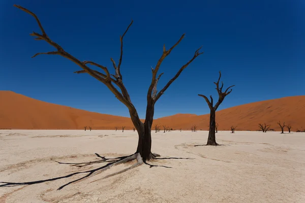 Dead Vlei — Stock Photo, Image