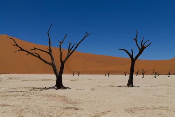 Dead Vlei — Stock Photo, Image