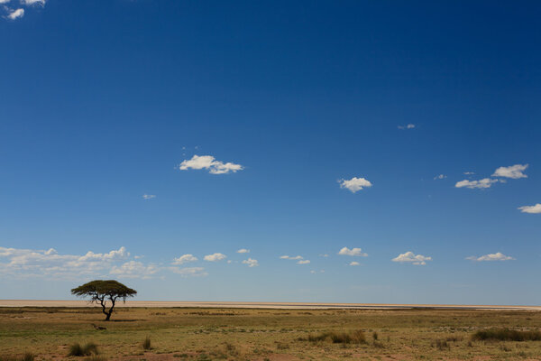 Панорама Этоши
