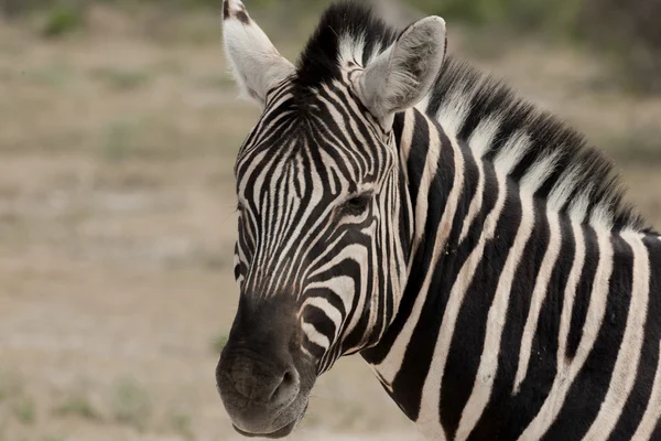 Zebra. — Fotografia de Stock