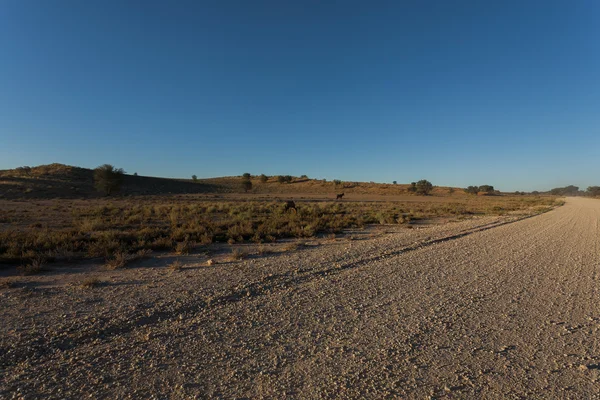 Kgalagadi — Stock Photo, Image