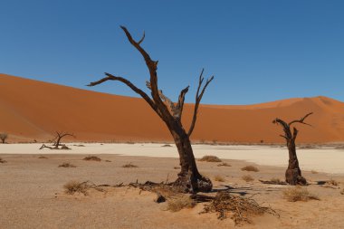 Ölüm ağacı gizli Vlei