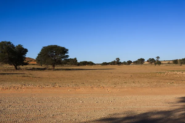 Kgalagadi — Stock Photo, Image