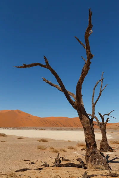 Dood tree verborgen Otomys — Stockfoto