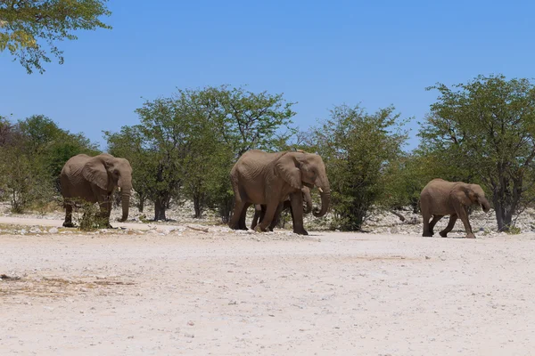 Elefantbesättning — Stockfoto