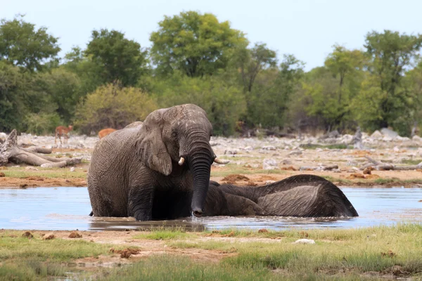 Couple of elephants