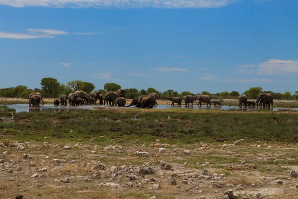 Stádo slonů — Stock fotografie