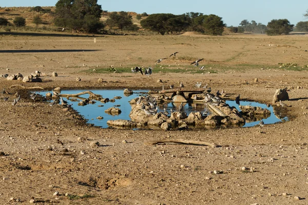 Waterhole at Kgalagadi — Stock Photo, Image