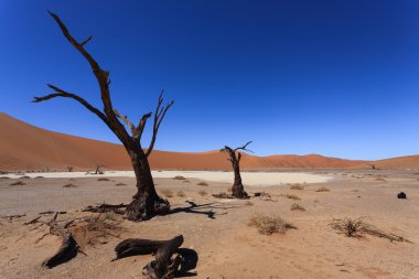 Ölüm ağacı gizli Vlei