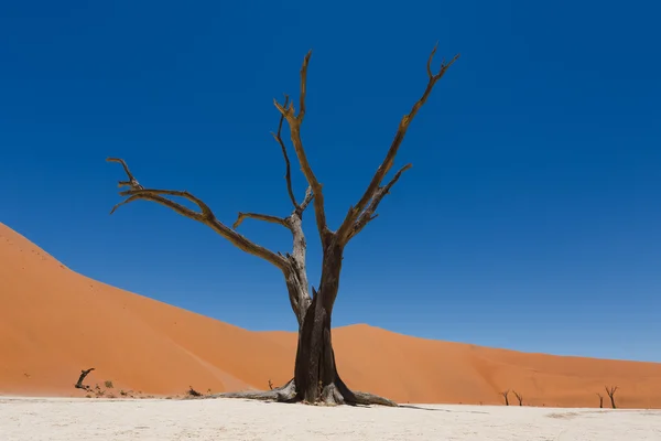 Dead Vlei — Stock Photo, Image