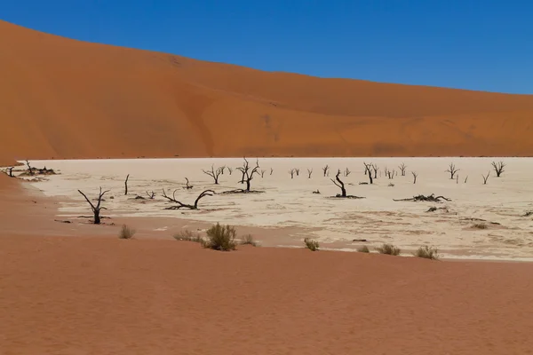 Dead Vlei — Zdjęcie stockowe