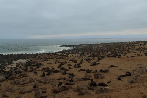 Kaap bont zeehonden — Stockfoto