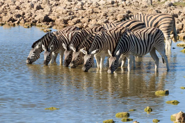 Zebras bebendo — Fotografia de Stock