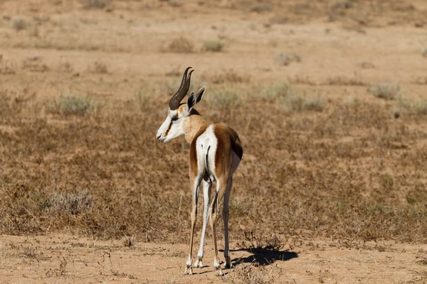 Springbok. —  Fotos de Stock