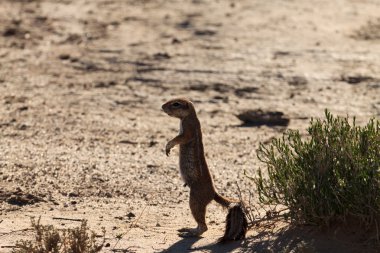 Sincap Güney Afrika