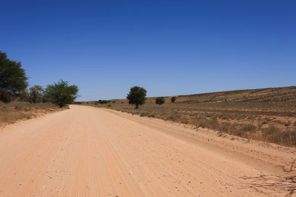 Kgalagadi — Stock Photo, Image