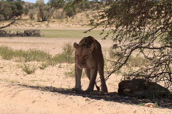 Lions — Stock Photo, Image