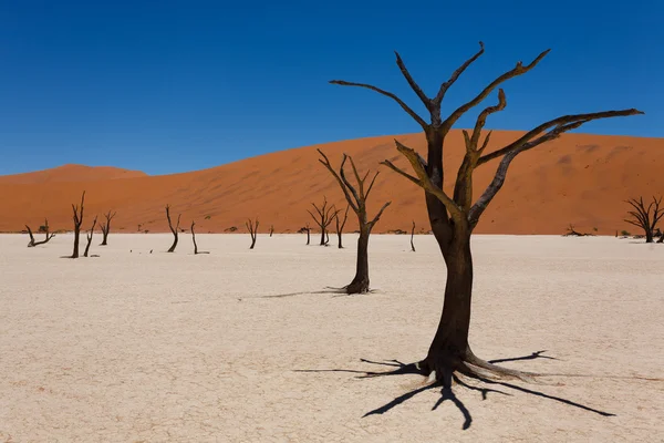 Dead Vlei — Zdjęcie stockowe