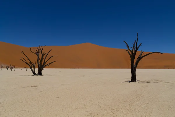 Kuollut Vlei — kuvapankkivalokuva