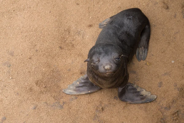 Focas de pele de cabo — Fotografia de Stock