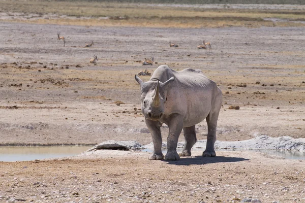 Rhino. —  Fotos de Stock