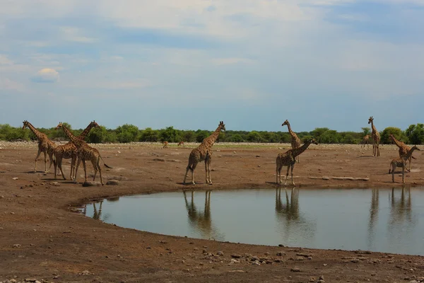 Manada de jirafas — Foto de Stock