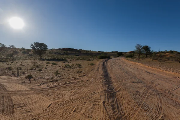 Kgalagadi — Zdjęcie stockowe