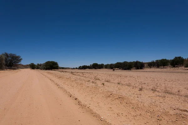 Kgalagadi — Stock Photo, Image