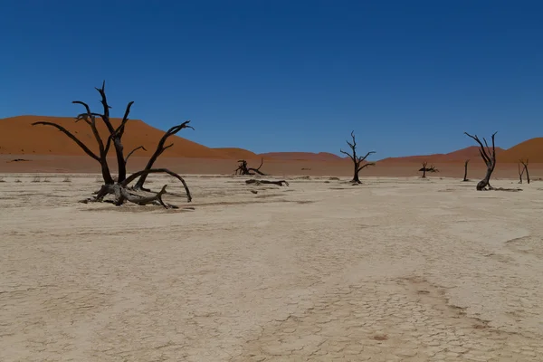 Dead Vlei — Stock Photo, Image