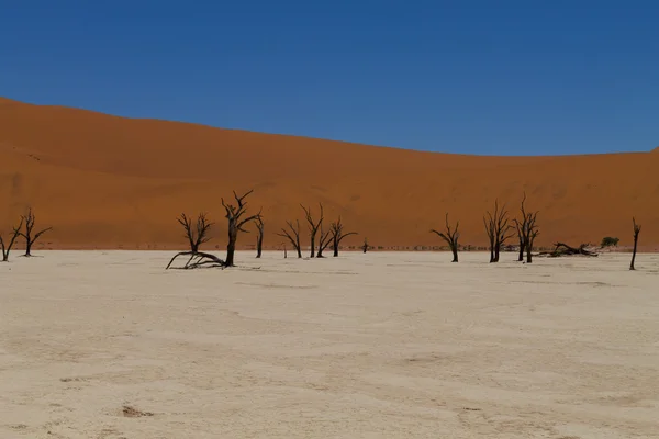 Dead vlei — Stockfoto