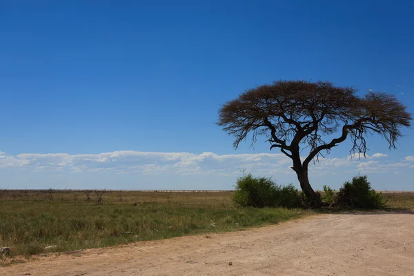 Etosha panorama — Stock Photo, Image