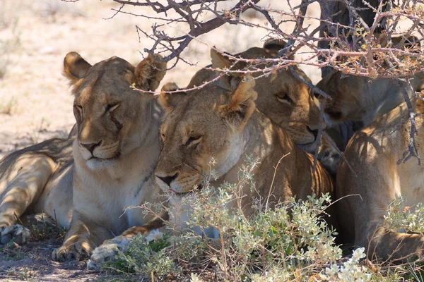 Leones —  Fotos de Stock