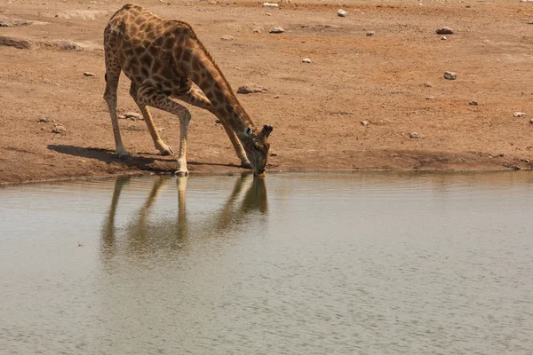 Giraffe — Stock Photo, Image