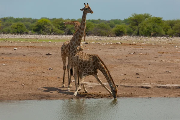 Mandria di giraffe — Foto Stock